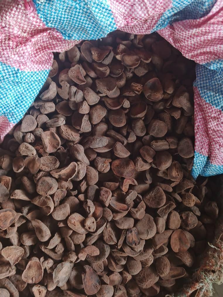 Dried Kolanut