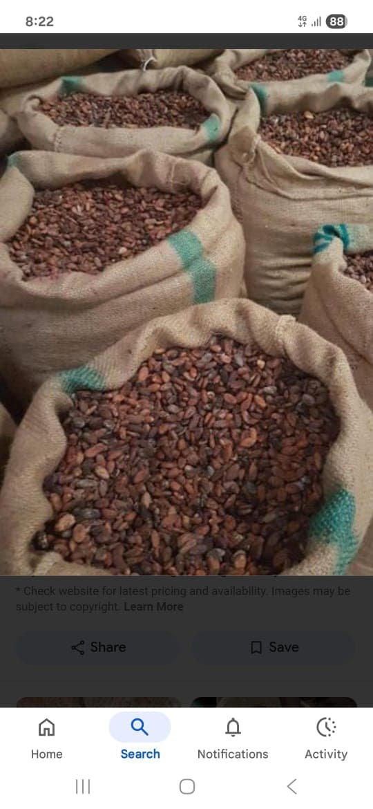 Cocoa beans